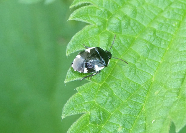 Tritomegas sexmaculatus - hatfoltos földipoloska