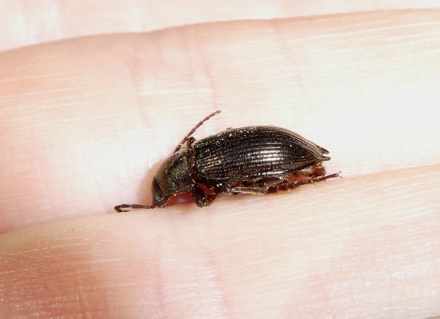 Stenomax aeneus - bronzos gyászbogár