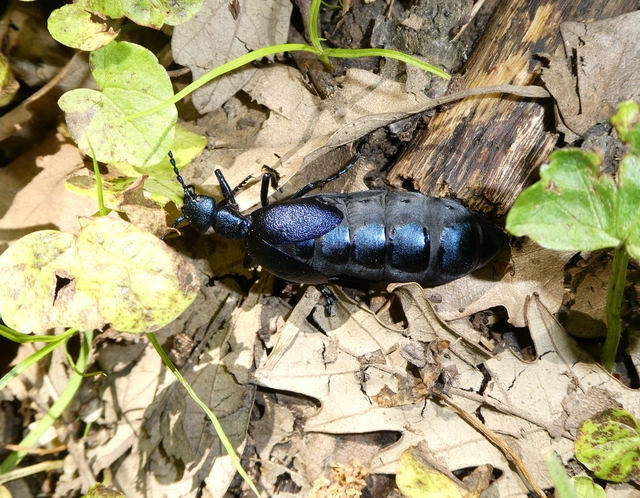 Meloe violaceus - kék nünüke