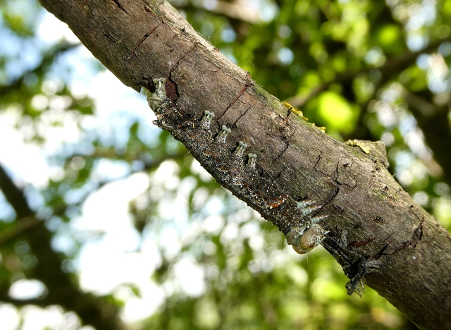 Allophyes oxyacanthae - galagonyabagoly