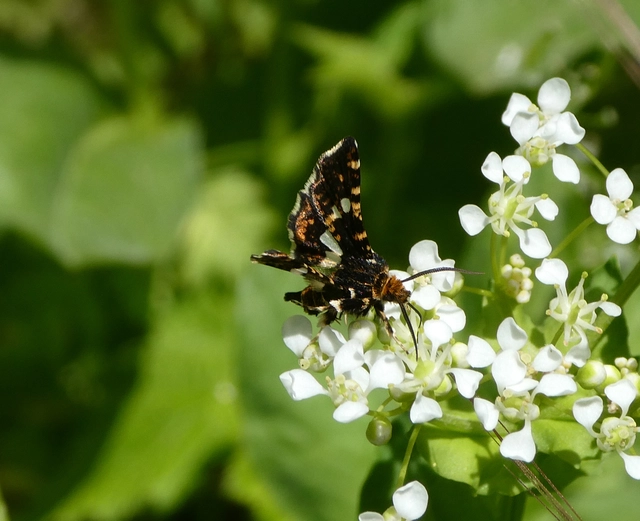 Thyris fenestrella - gyakori ablakosmoly