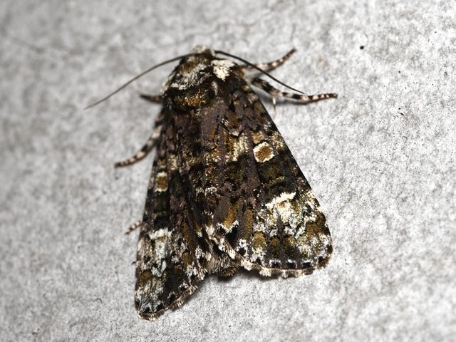 Craniophora ligustri - fagyalbagoly