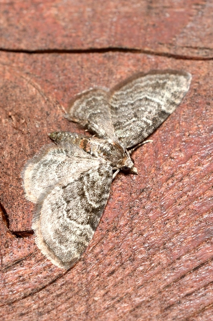 Pasiphila chloerata - hamvas törpearaszoló