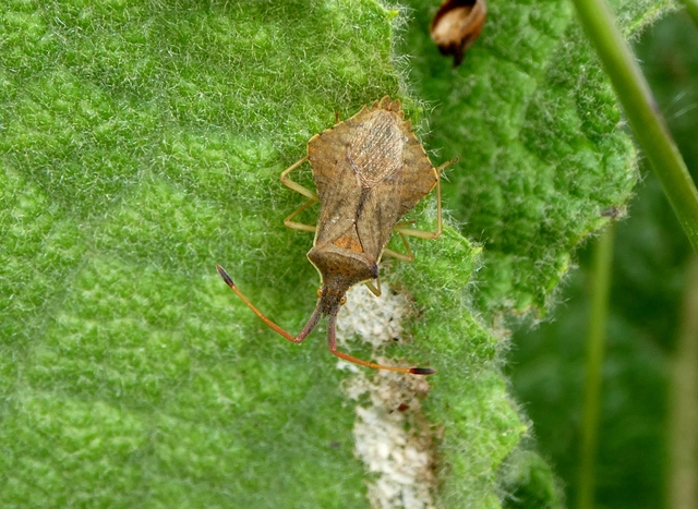 Syromastus rhombeus - vitorlás karimáspoloska