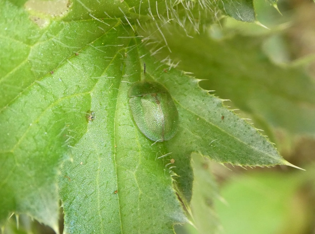 Cassida rubiginosa - lapos pajzsbogár Cassida rubiginosa - lapos pajzsbogár