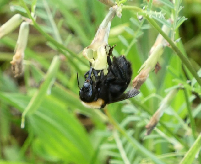 Bombus argillaceus - délvidéki poszméh