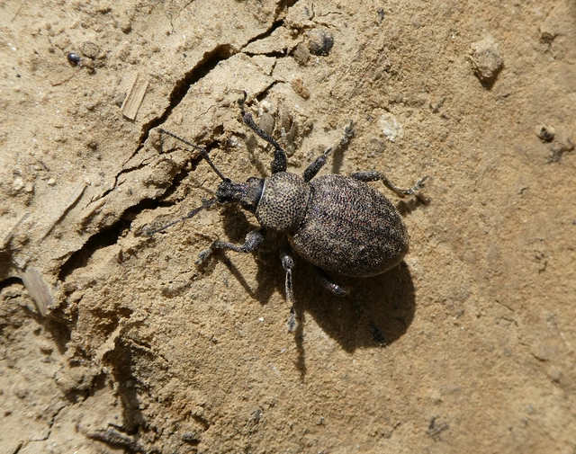 Otiorhynchus ligustici - vincellér-gyalogormányos