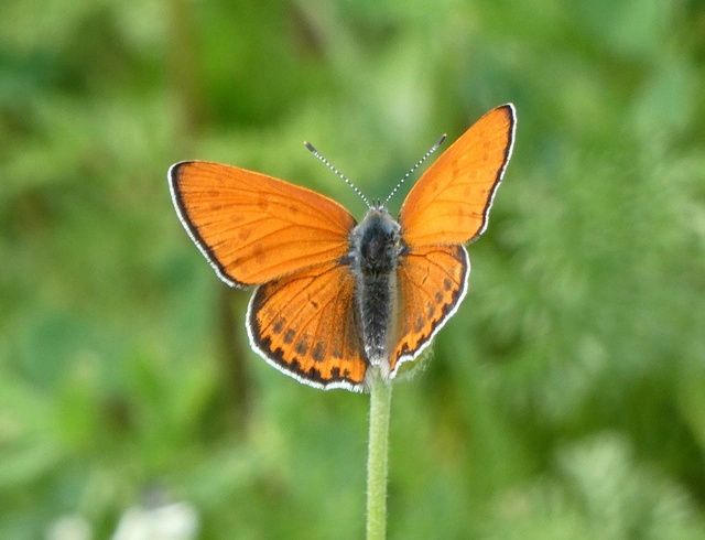 Lycaena thersamon - kis tűzlepke