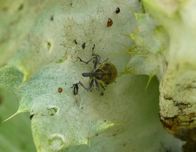 Lixus cardui/filiformis