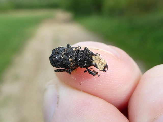 Platyrhinus resinosus - nagy orrosbogár