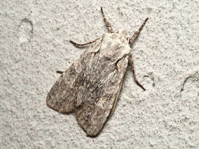 Lithophane ornitopus - közönséges fabagoly