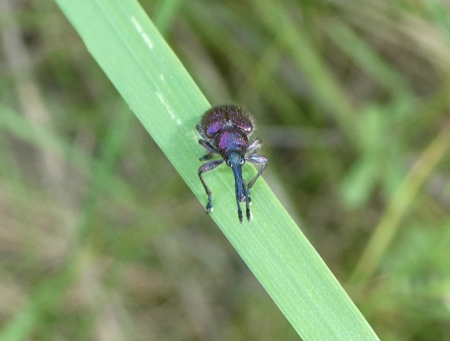 Rhynchitinae