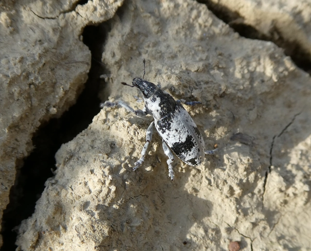 Bothynoderes affinis - sávos barkó