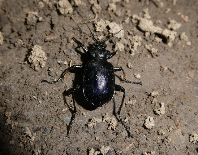 Calosoma inquisitor - kis bábrabló