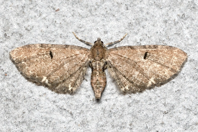Eupithecia absinthiata - üröm-törpearaszoló