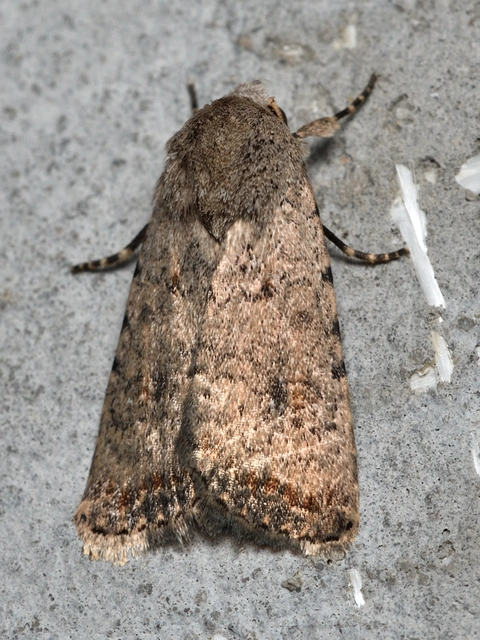 Paradrina clavipalpis - közönséges selymesbagoly