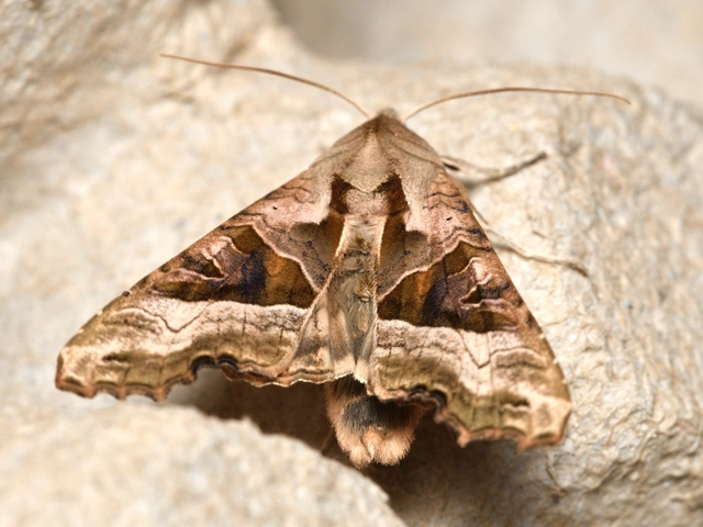 Phlogophora meticulosa - vándorló csipkésbagoly