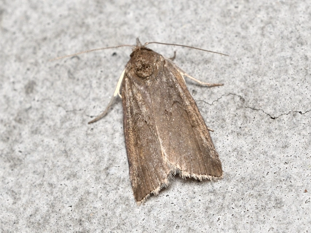 Nycteola asiatica - nyárfa-trapézbagoly