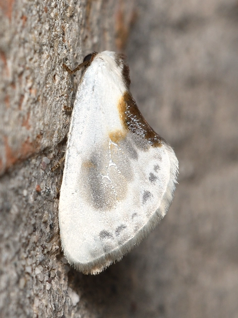Cilix glaucata - törpe sarlósszövő