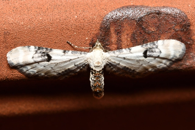 Eupithecia centaureata - búzavirág-törpearaszoló