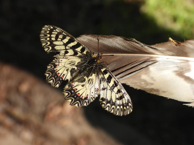 Zerynthia polyxena - farkasalmalepke