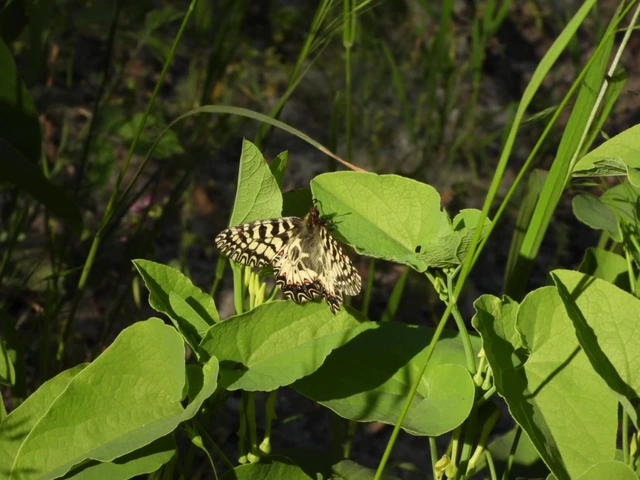 Zerynthia polyxena - farkasalmalepke
