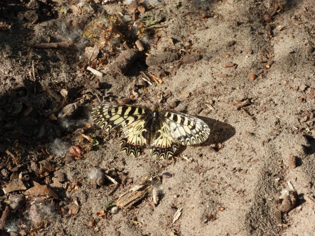 Zerynthia polyxena - farkasalmalepke