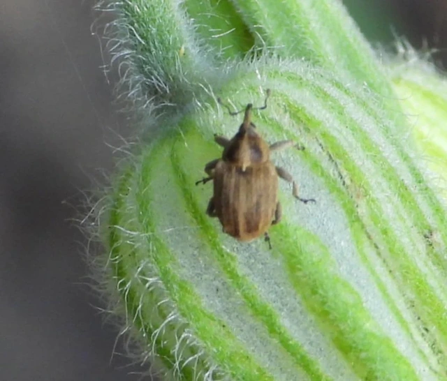 Sibinia pellucens - mécsvirágormányos