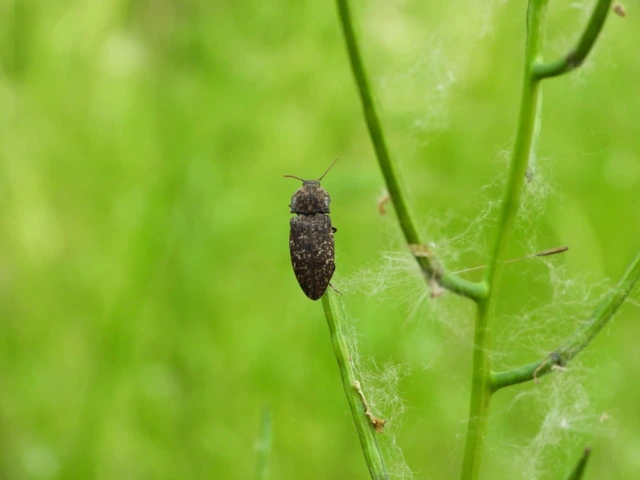 Agrypnus murinus - egérszínű pikkelyespattanó