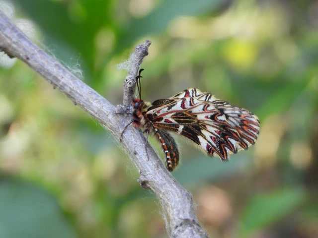 Zerynthia polyxena - farkasalmalepke