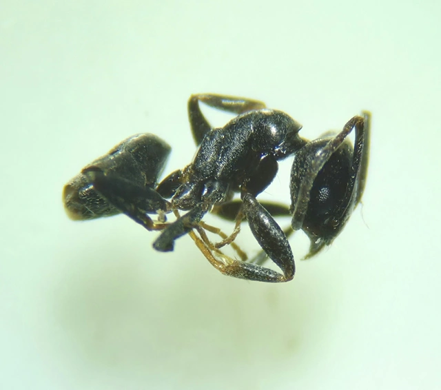 Tapinoma erraticum - kóborhangya