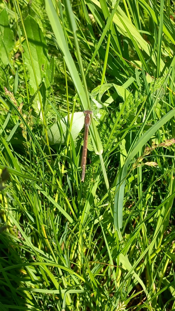Sympecma fusca - téli rablószitakötő