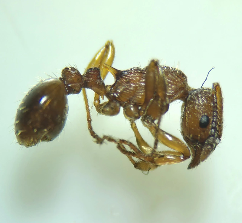 Myrmica vandeli - északi bütyköshangya