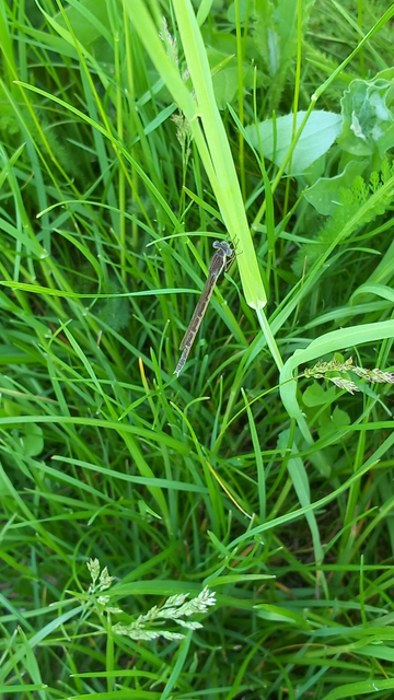 Sympecma fusca - téli rablószitakötő