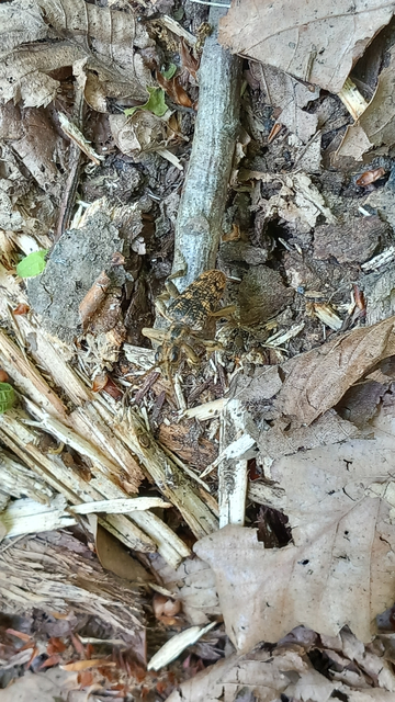 Rhagium sycophanta - tölgyes-tövisescincér