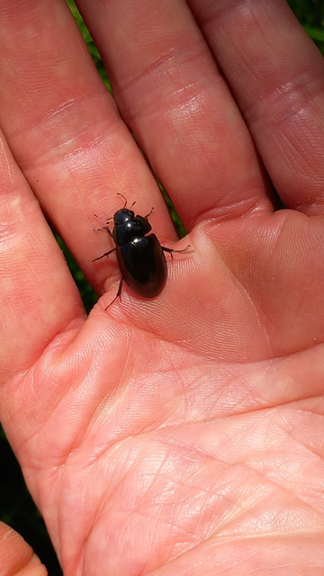 Limnoxenus niger - fekete csibor