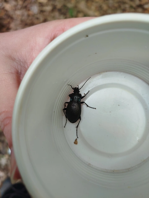 Carabus nemoralis - ligeti futrinka