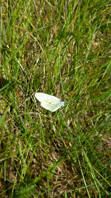 Leptidea sinapis - mustárlepke