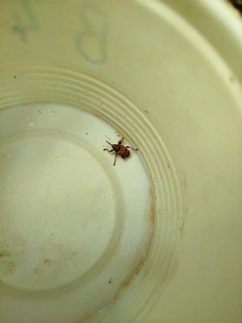 Curculio venosus - tarajos zsuzsóka