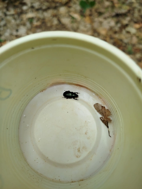 Platycerus caraboides - kis fémesszarvasbogár