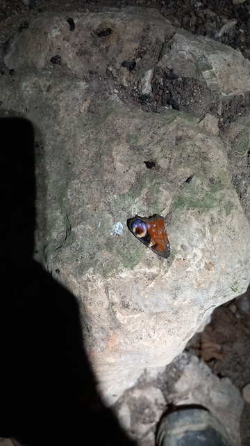 Nymphalis io - nappali pávaszem