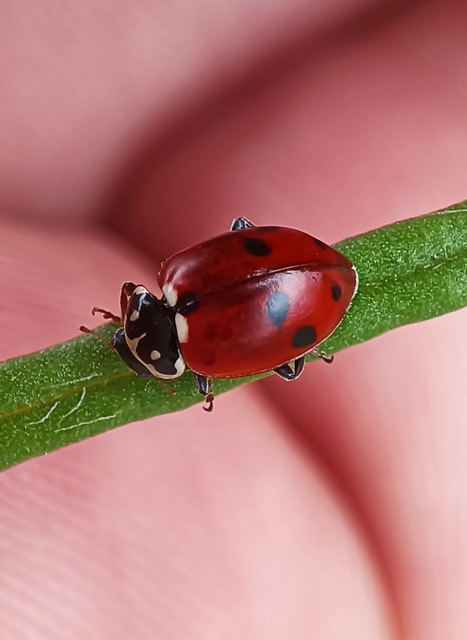 Hippodamia variegata - tizenhárompettyes katica