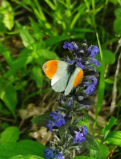 Anthocharis cardamines - hajnalpírlepke