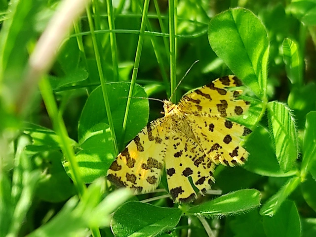 Pseudopanthera macularia - párducfoltos araszoló