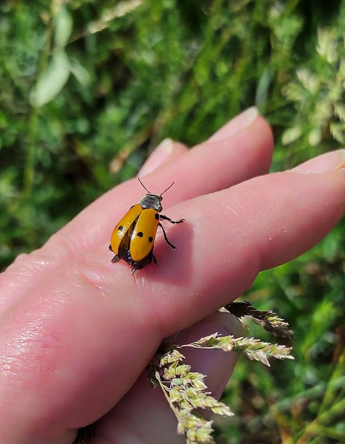 Lachnaia sexpunctata - szőrösnyakú zsákhordóbogár