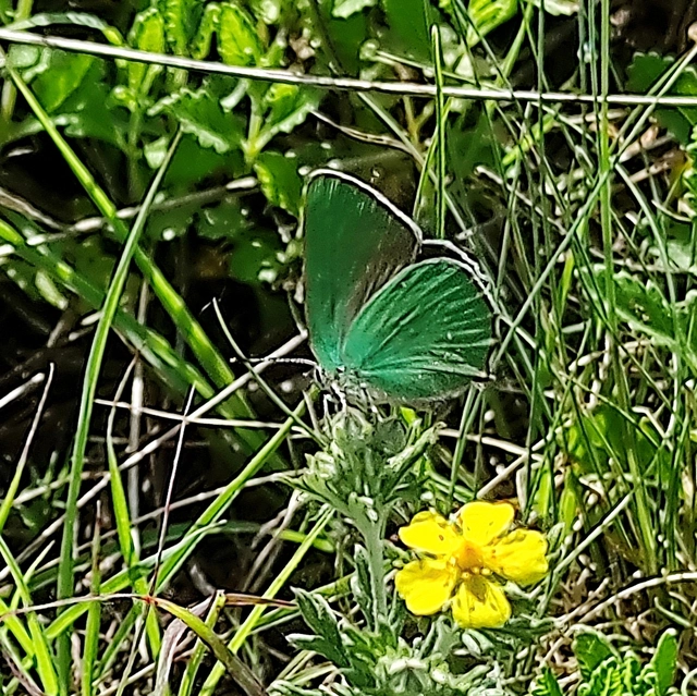 Callophrys rubi - zöldfonákú lepke