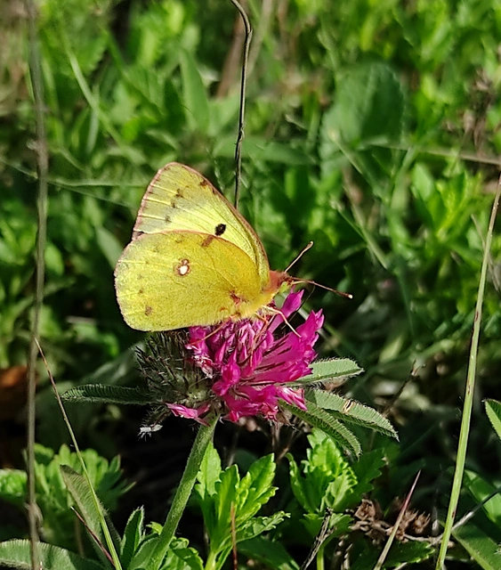 Colias alfacariensis - déli kéneslepke