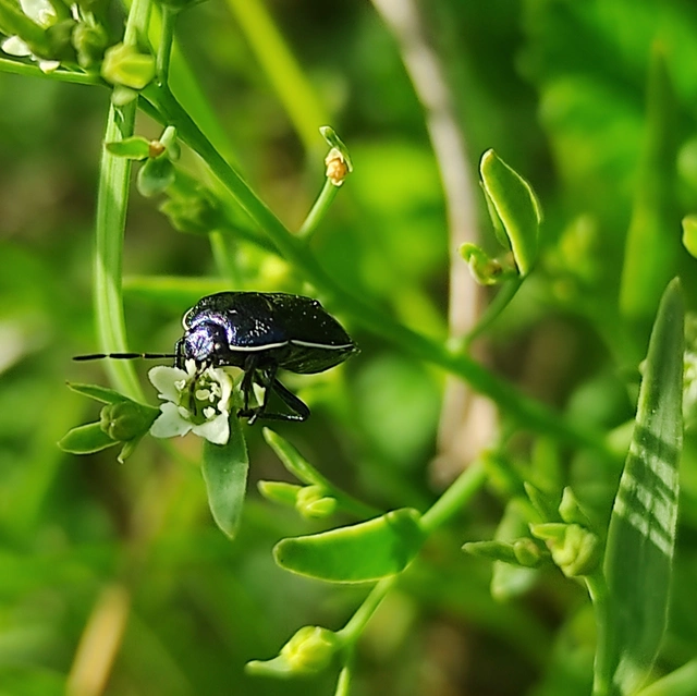 Canthophorus