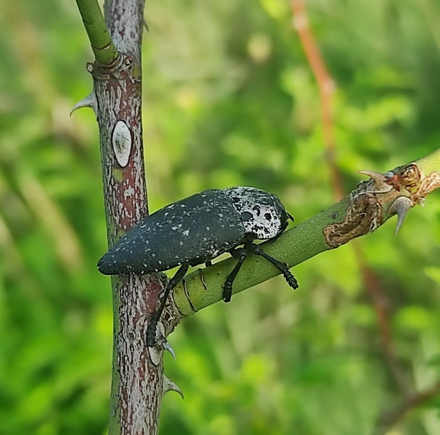 Capnodis tenebrionis - kökény-tükrösdíszbogár