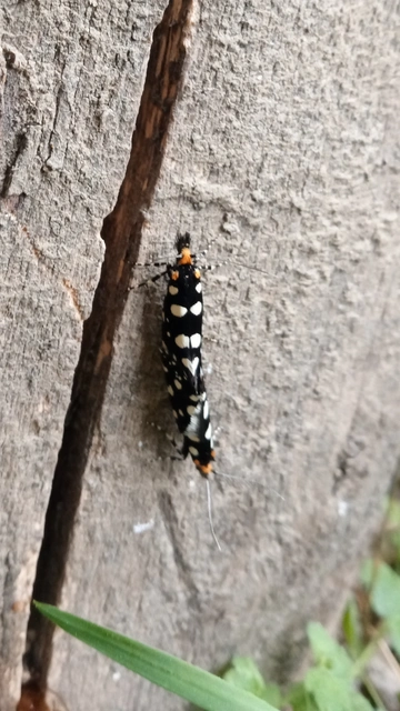 Euplocamus anthracinalis - fésűscsápú korhadékmoly
